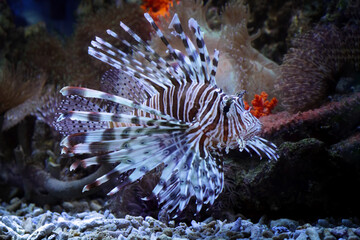 lion fish swimming in coral reef