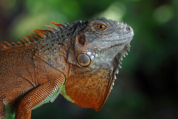 Fototapeta premium Red iguana head and spikes, closeup head of green iguana, animal closeup