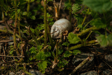 The snail