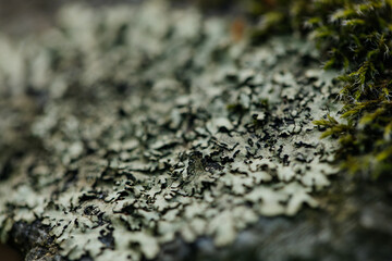 lichen on stone