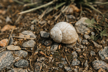 snail on the ground