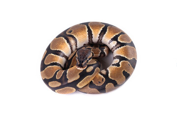 Close up of ball python isolated on white, non-venomous snake, python regius