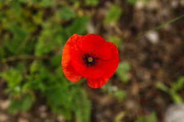 Fototapeta premium red poppy in a field