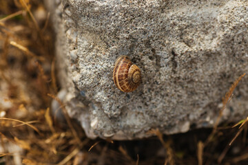 snail on a rock