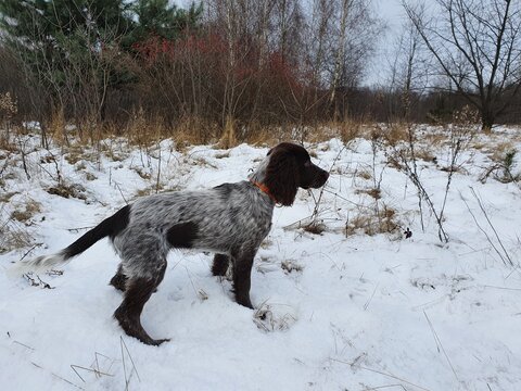 Polish Hunting Spaniel