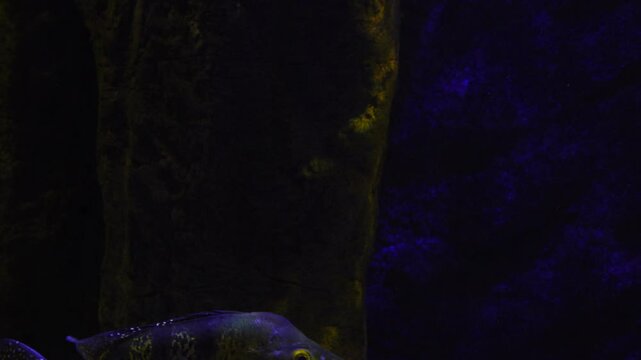 exotic fish Batomorphi in the water