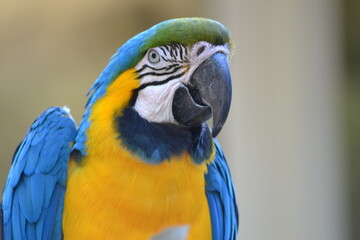 Fototapeta premium Animaux