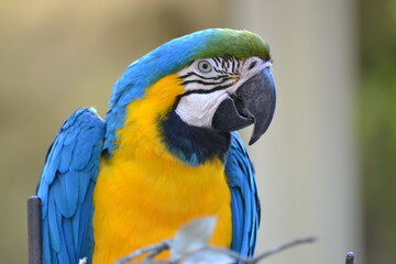 Animaux