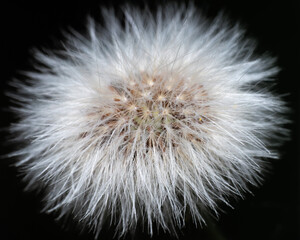 Blowball Dandelion with black background macro