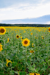 Fototapeta premium Sunflower field in a beautiful sunset in full bloom. The big golden sunflower field in the countryside