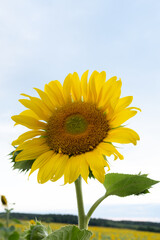 Fototapeta premium Sunflower field in a beautiful sunset in full bloom. The big golden sunflower field in the countryside