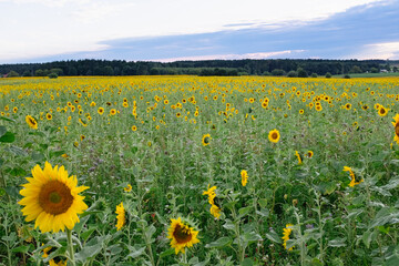 Sunflower field in a beautiful sunset in full bloom. The big golden sunflower field in the countryside