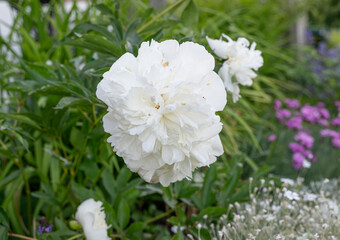 white flowers in a garden