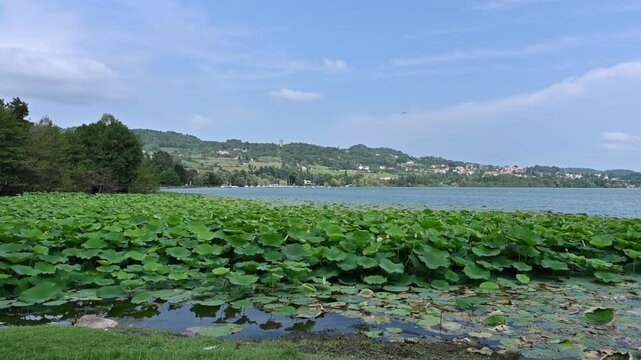 Escape from city life: pan footage with lake landscape of wild and uncontaminated nature. Near the shore the water lilies completely cover the surface of the water.