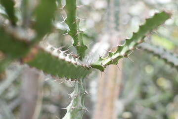 A cactus with spines in a greenhouse of The Kirstenbosch National Botanical Garden in Cape Town.