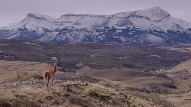 a wide shot of a lone guanaco standing on a hillside and looking out over a valley and snow covered mountains at torres del paine national park in patagonia, chile