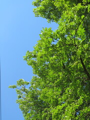 Fototapeta premium tree in front of a blue sky