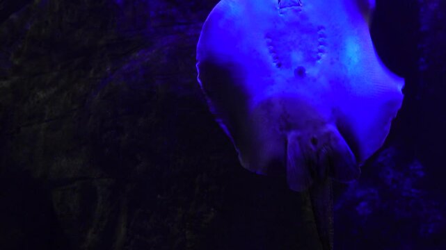 exotic fish Batomorphi in the water