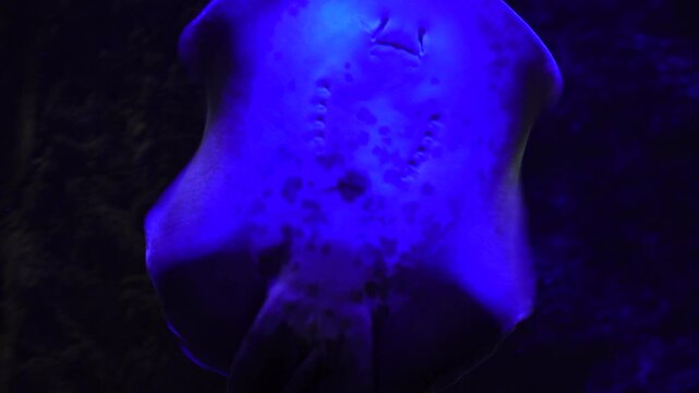 exotic fish Batomorphi in the water