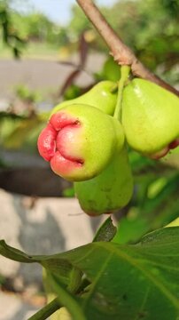 Syzygium samarangense on tree