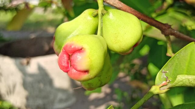 Syzygium samarangense on tree