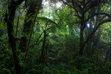Tropical rain forest with green leaves