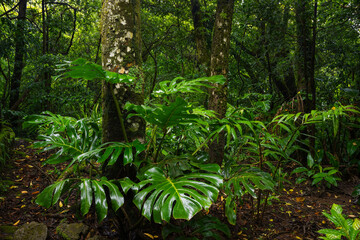Tropical rain forest with green leaves