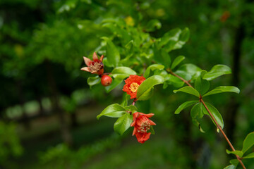 樹木公園で見たザクロの花
