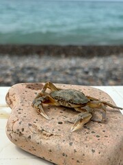 Serenity by the Sea: Majestic Crab Perched on a Rock at the Tranquil Shoreline - Captivating Vertical Shot