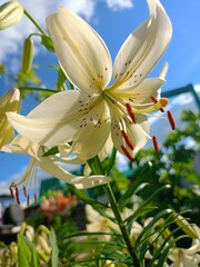 Obraz premium white and yellow flower lily