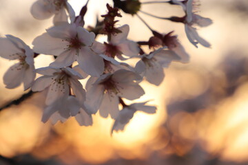 桜・満開 桜の開花 花とつぼみ #Cherry blossoms  桜イメージ　日本の花 #サクラ