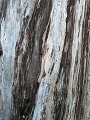 Obraz premium bark of a tree