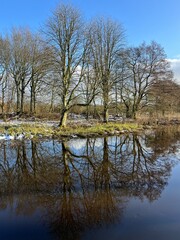 reflection of trees in water