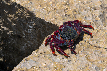 Red Rock Crab, grapsus adscensionis, also know as Sally Lightfoot Crab, on rocks at the water's edge, Playa de la Pared, Fuerteventura