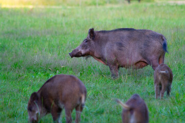 wild boar in nature