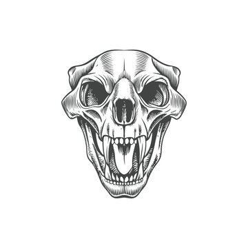 wolf head skull engraving hand drawn illustration vector