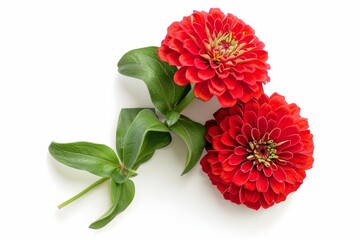An arrangement of red flowers zinnia elegans arranged in a flat lay postcard style