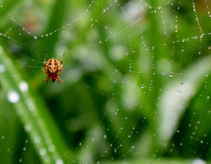 A spider in the garden, Sainte-Apolline, Québec, Canada