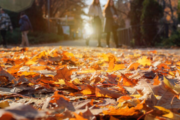 People are walking in autumn park. Sunny weather in autumn. Bright yellow leaves. Warm weather.
