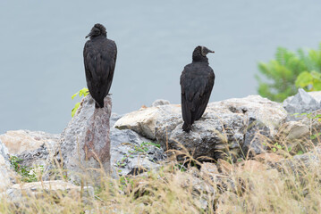 Black vulture, Coragyps atratus, also known as American black vulture.