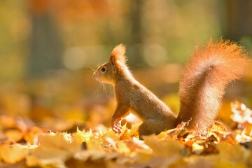 A cute european red squirrel sits in the autumn leaves.  Sciurus vulgaris