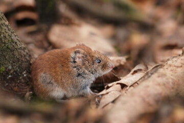 A Bank vole looking for food. Vole in the nature habitat. Wildlife scene from european forest. Myodes glareolus