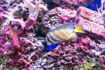 spotted wrasse fish, focus selective
