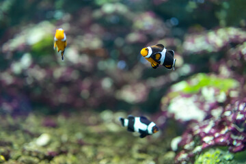 anemonefish, focus selective