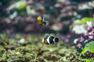 anemonefish, focus selective