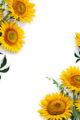 Flowers sunflower ( Helianthus annuus ) with leaves on white background with space for text. Top view, flat lay