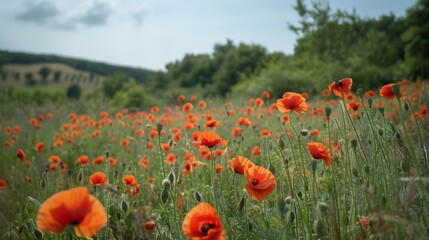 Obraz premium Poppy Field in Bloom.