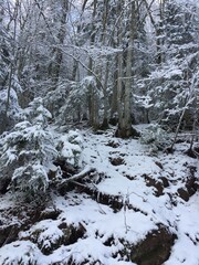 Forêt dans la neige