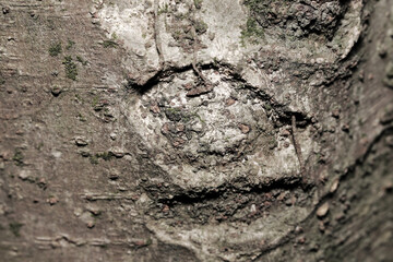 木の幹に悲しい老人の人面が浮かび上がる心霊的テクスチャー（実物・灰褐色にコントラストを抑えた画像）