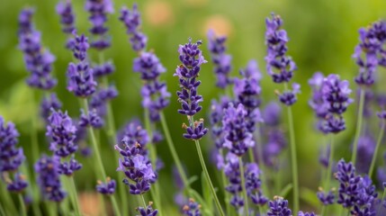 Lavender Flowers in Bloom.